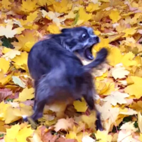 ❤ For Gemstone Jewelry Live Show Alerts! ❤️❤ Items For An Offer! - Picture 7 of 17